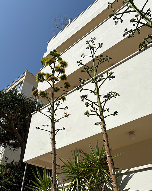 Bauhaus architecture in Tel Aviv